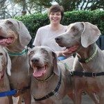 Weim & Cheese 2012 Weim & Cheese 2012