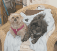Right, Bandit Robbins (black dog) is the shop dog at Mary Charles’ Dollhouse, and he is often visited by his daughter, Trinket Watts (blonde dog). Together, they like to greet customers and nap on the chair by the cash register.