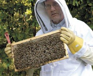 honey-web