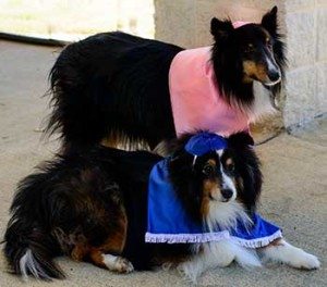 bark-mitzvah-2-WEB