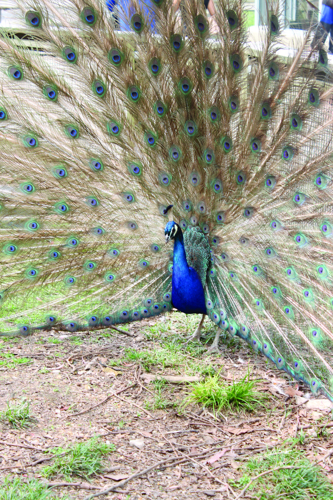 peacock